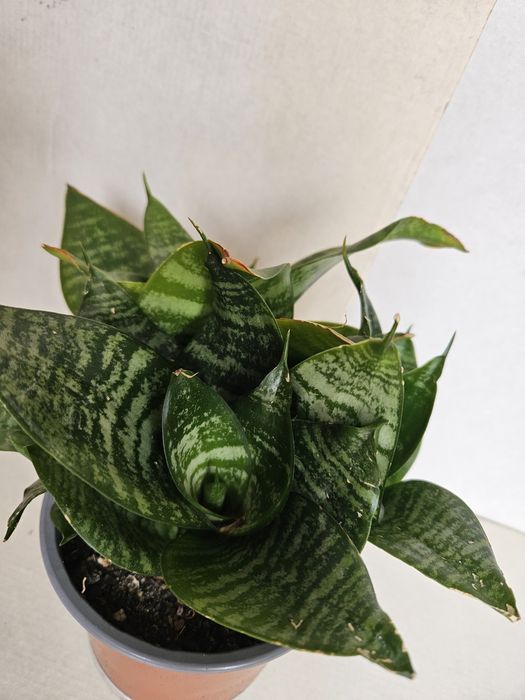 Planta Mini Espada de São Jorge em Vaso Plástico 12 cm