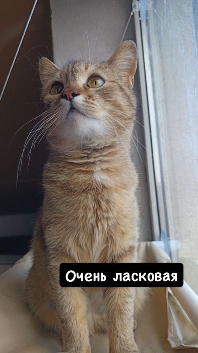 Милая кошечка бесплатно