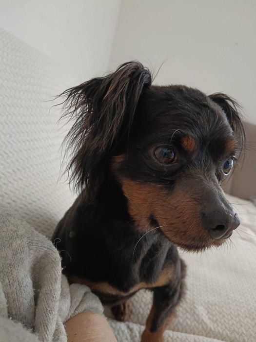 Kajko poleca się do adopcji