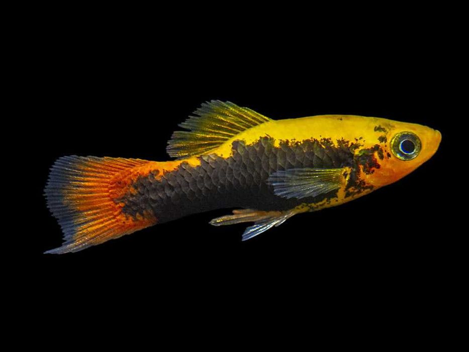 Zmienniak wielobarwny odmiana HAWAII - Xiphophorus variatus - dowóz