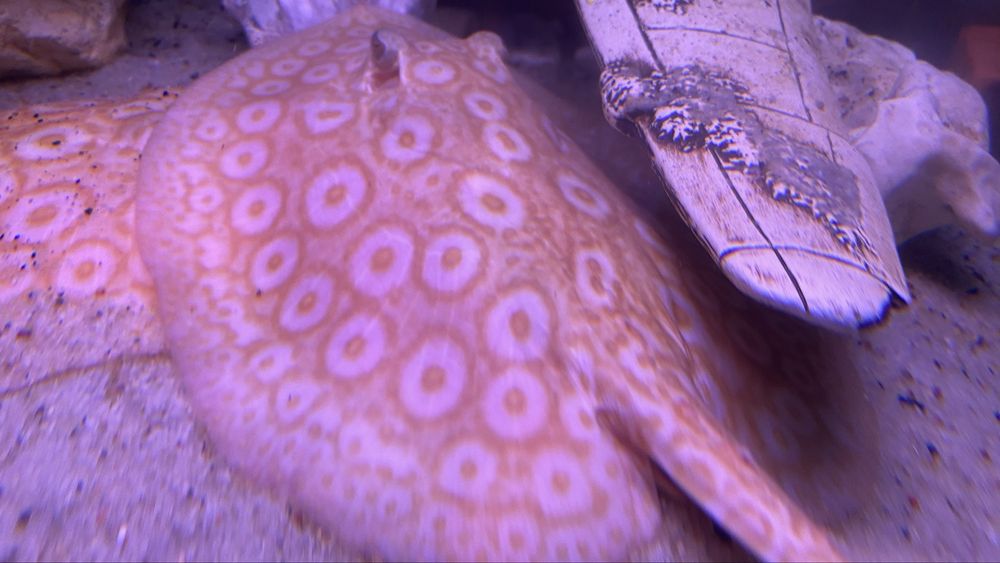 TABU Potamotrygon pearl jabutti albino