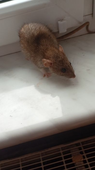 Witam oddam szczurki za darmo