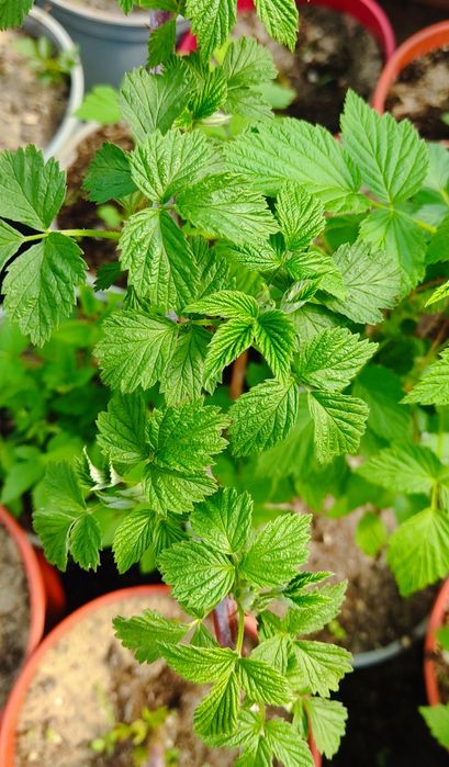 Malina czarna bristol