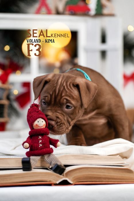 Щенки питбуля от самого титулованого кобеля в мире