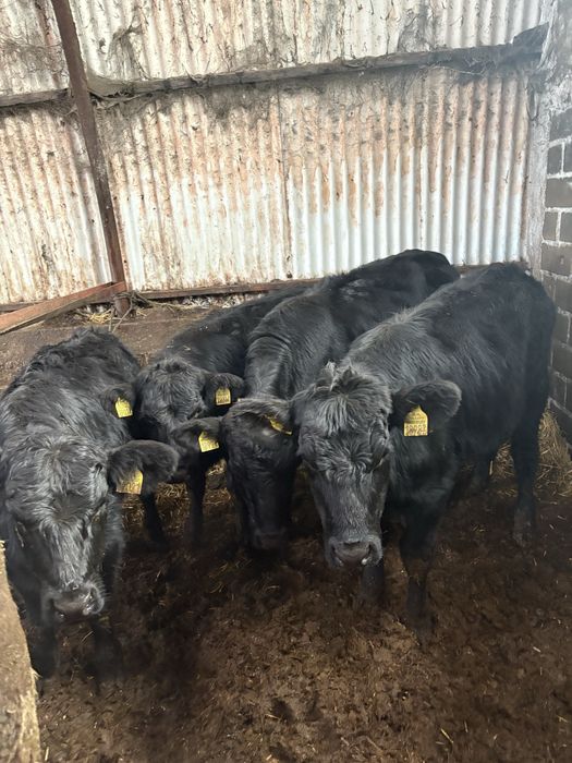 Odsadki jalowki angus