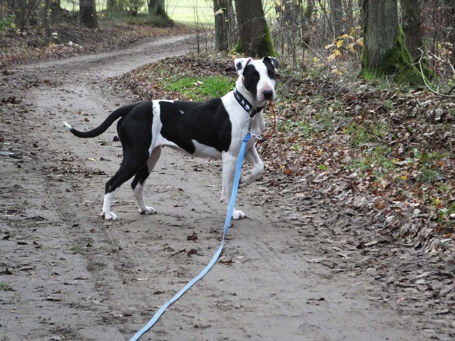 Do adopcji Cherry, suczka w typie bullterriera, TTB Poznań