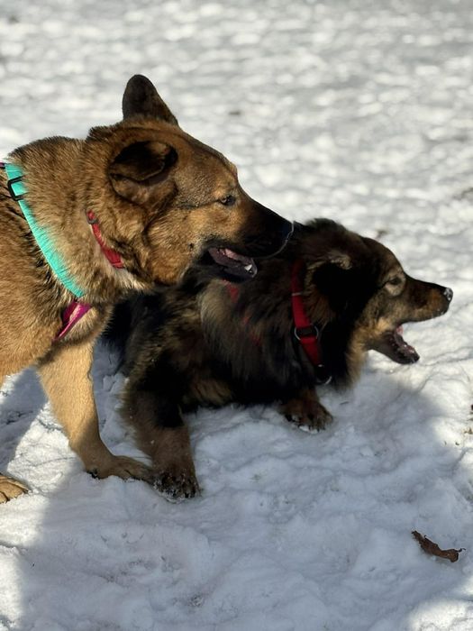 Mulan bardzo grzeczna sunia do adopcji