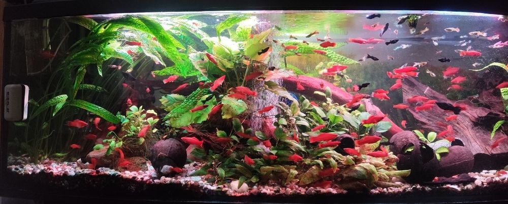 Mieczyk mieczyki samce