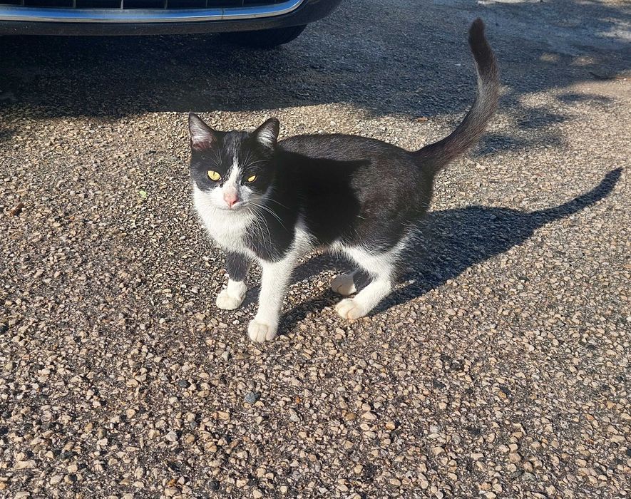 Gatinhos em adopção