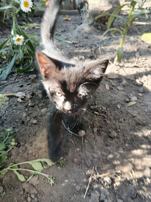 котята в хорошие руки