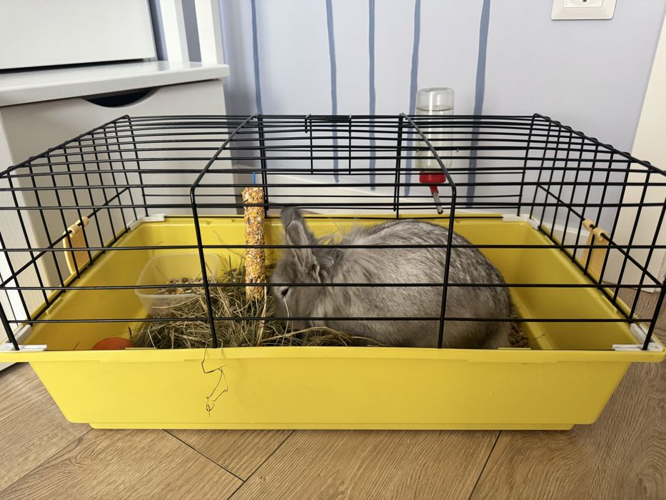 Подарую кролика в гарні руки