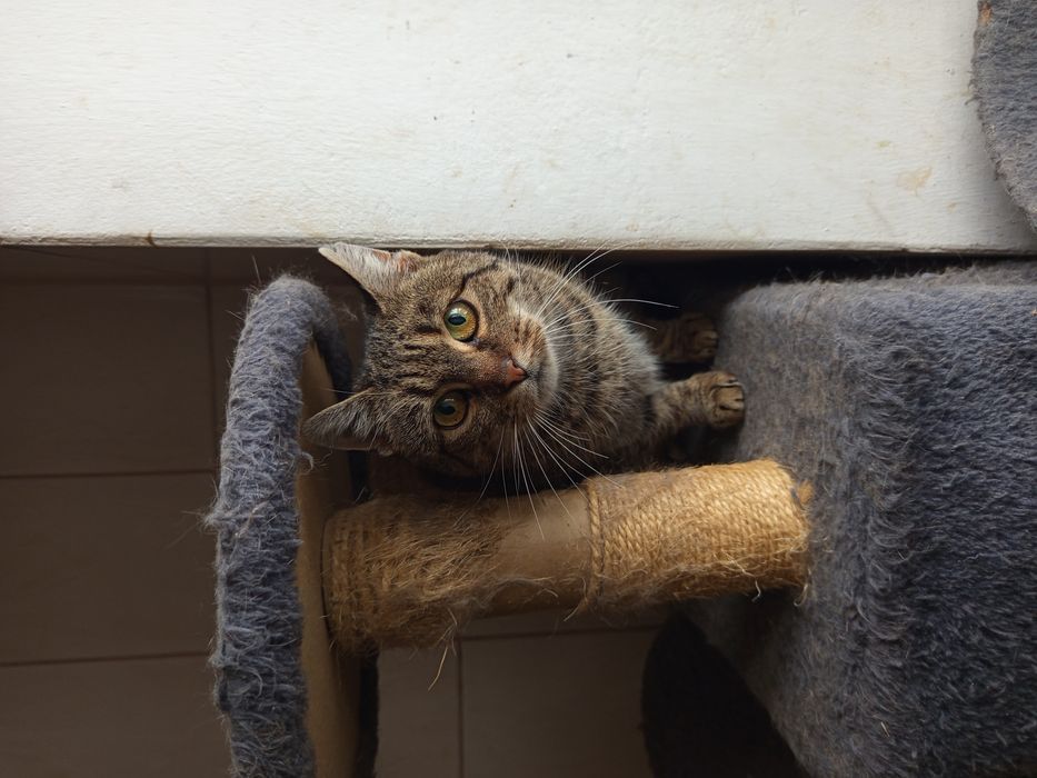 Bura Kartofelka poleca się do adopcji