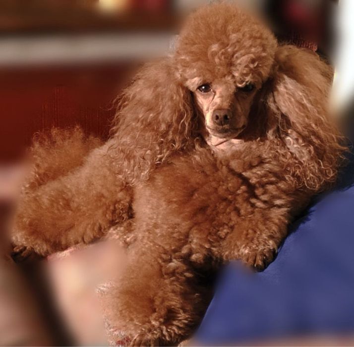 Caniche toy Red Braun