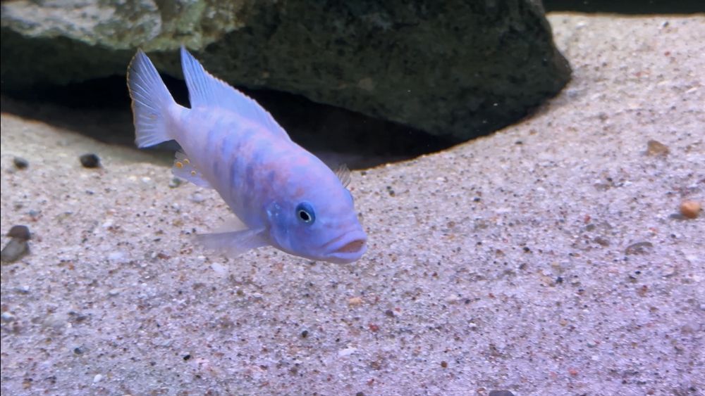 Metriaclima estherae Minos Reef samiec mc/ob