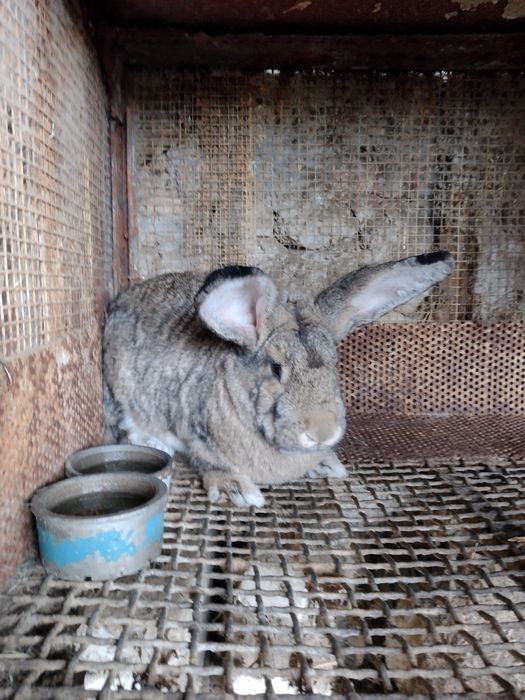 Кролики Строкачи,Оберы,Шиншилы