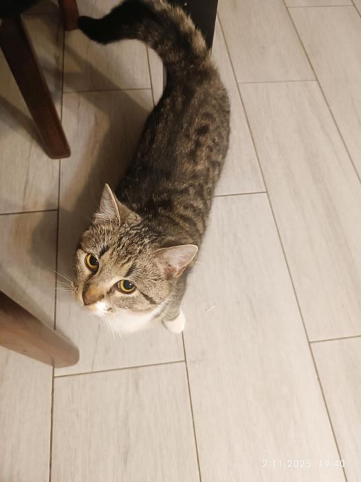 Pszczółka szuka domu !