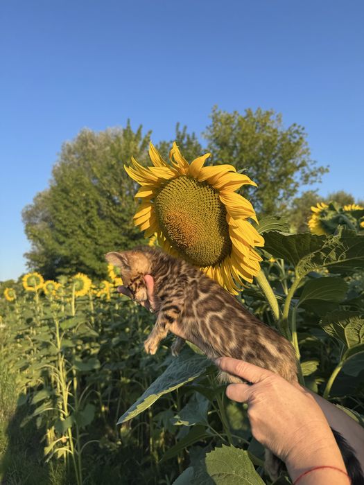 Бенгальські кошенята