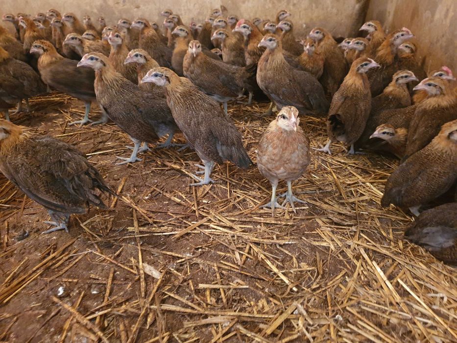 Zielononóżka Kurka Nioska zapisy