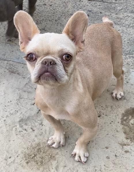 Кремова дівчинка у пошуку родини