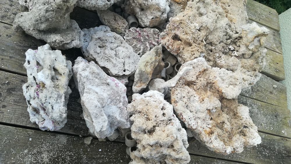 Skała koralowa do morskiego akwarium