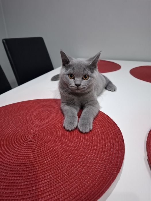 Kocurek brytyjski niebieski