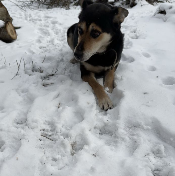 Собака в добрі руки!