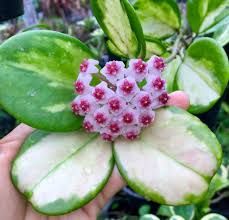 Хойя обовата вариегата