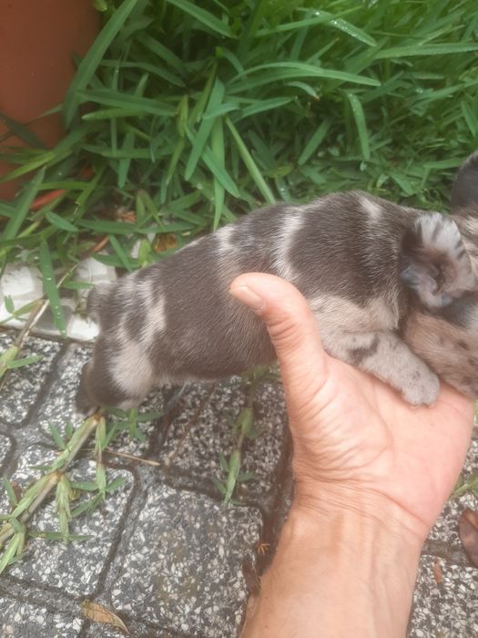 Buldog Francês Isabella Merlle