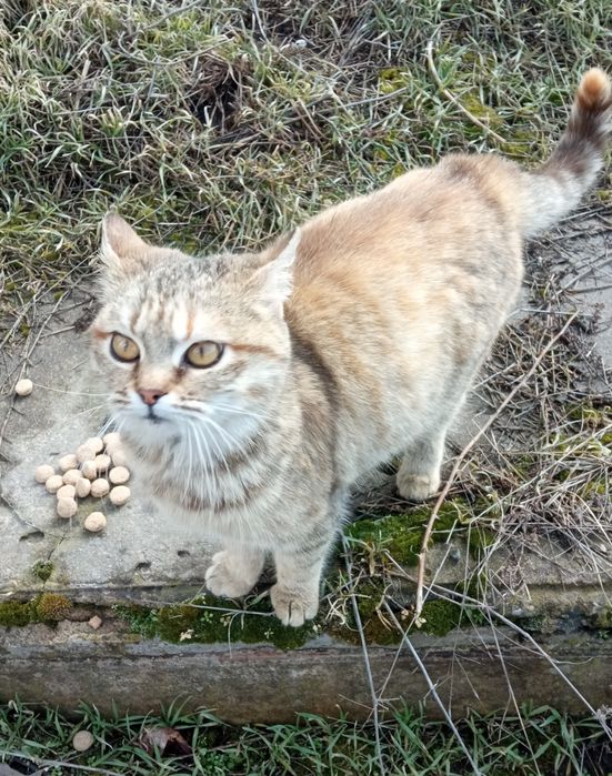 Даша проситься в сім'ю