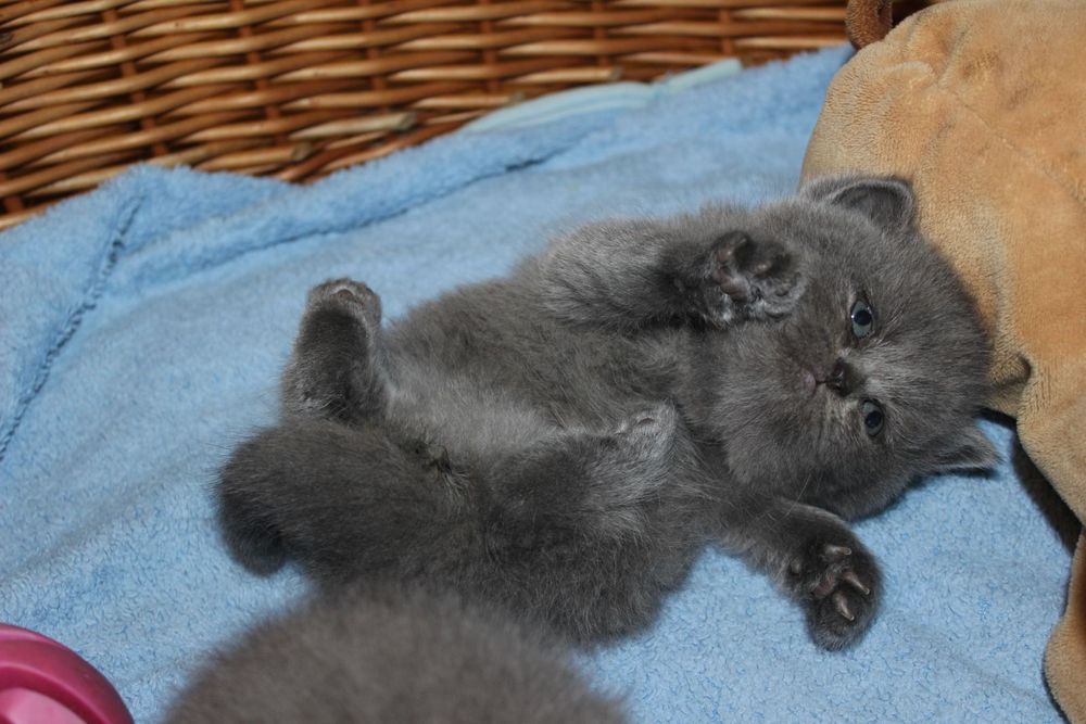 Британські малята хлопчик і дівчинка