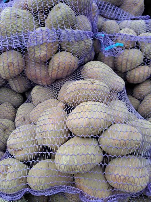 Ziemniaki bellarossa 5 zł / 15kg