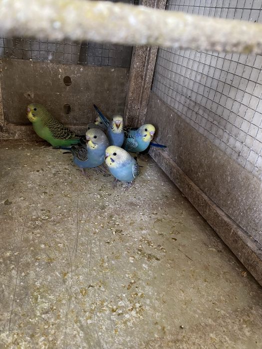 Periquito bravo com cores excecionais !