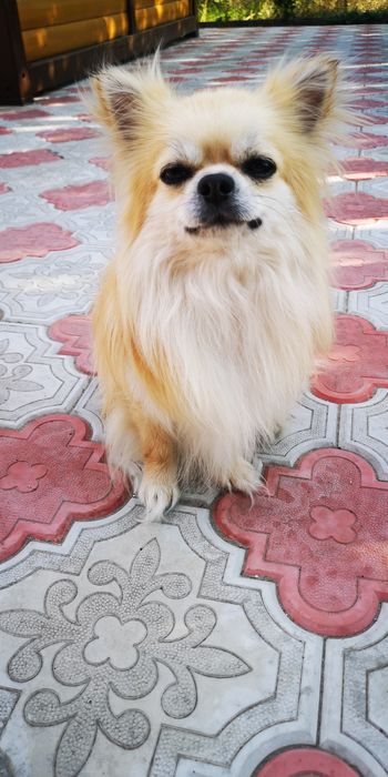 Чихуахуа для вязки