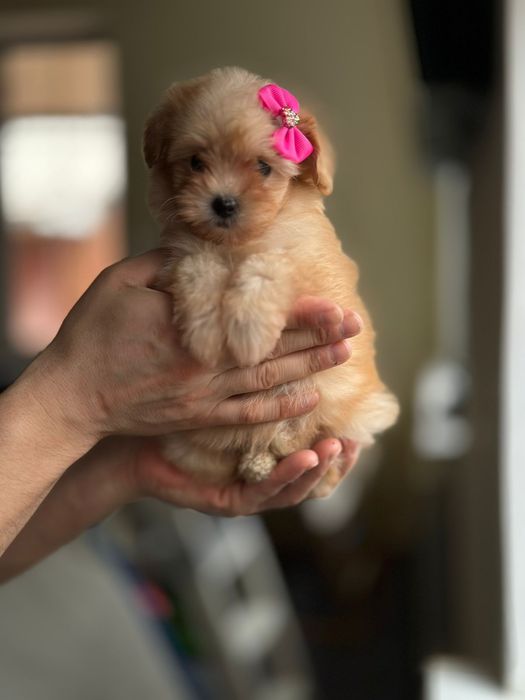 Маленька крихітна мальтіпу дівчинка бусінка. _