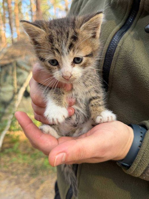 Військові кошенята з лісу шукають родину