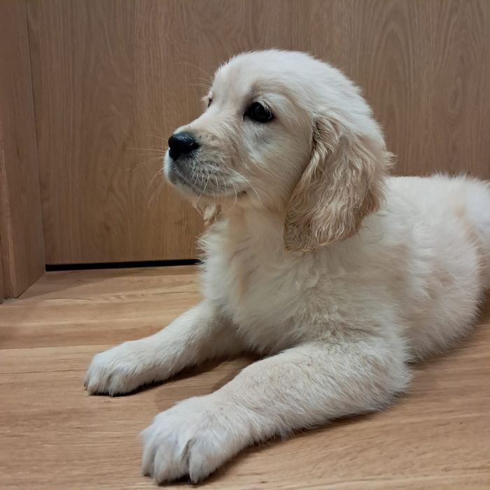 Golden retriever-rezerwacjia