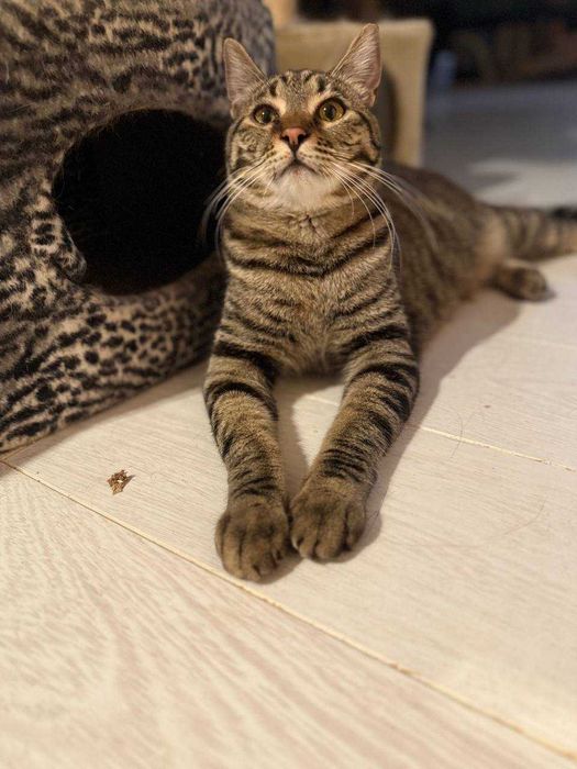 молодий кіт ,любить бавитись і муркотіти, ніжний і красивий