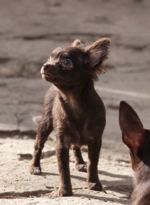 Детки чихуахуа мини и стандарт