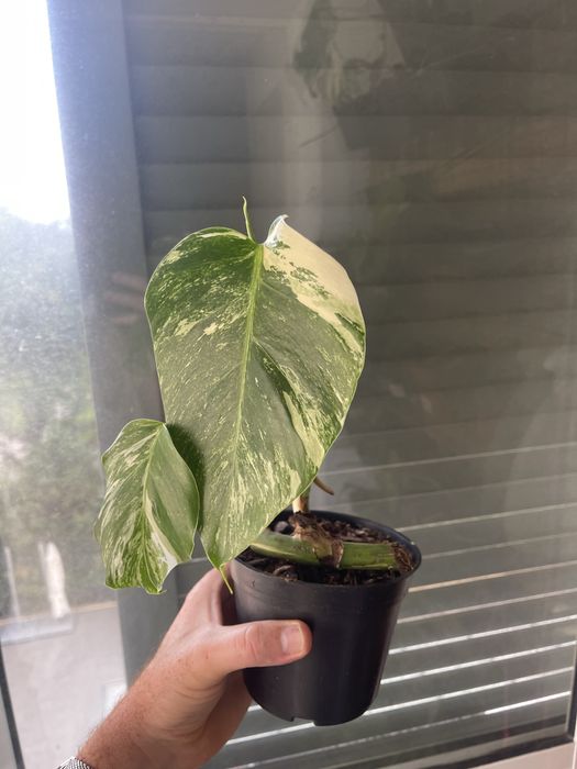 Planta Monstera variagata