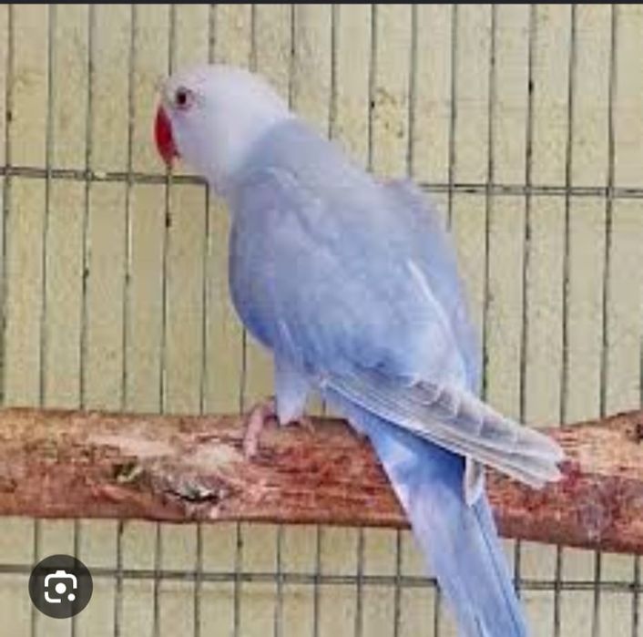 Ring nek violeta palido