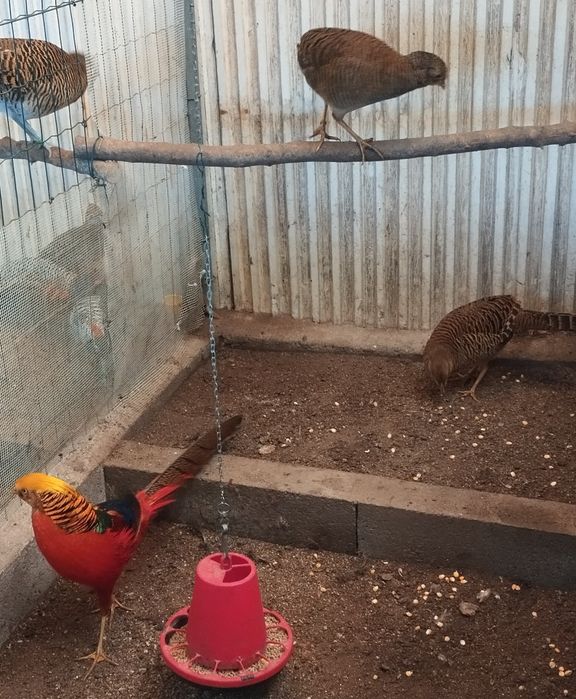 Disponíveis faisão Dourados, Leid,Gigi