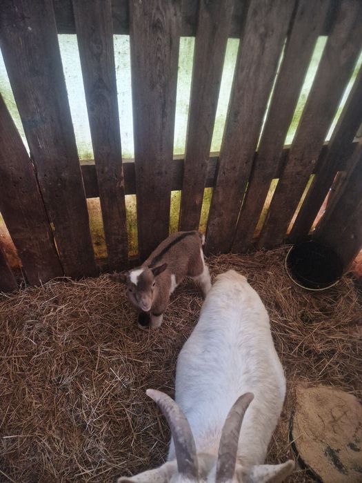 Casal de cabras anas