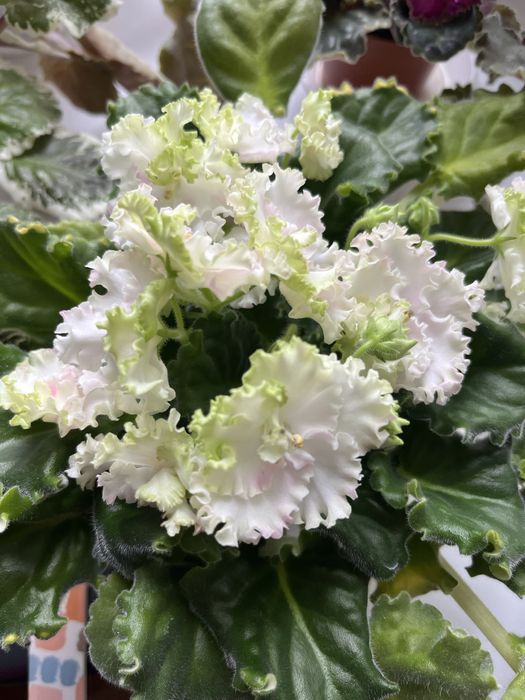 Фіалка ЛЕ-Авантюра ( світлий спорт)