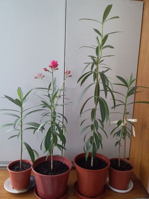 Кімнатні рослини: опунція, олеандр, хлорофітум