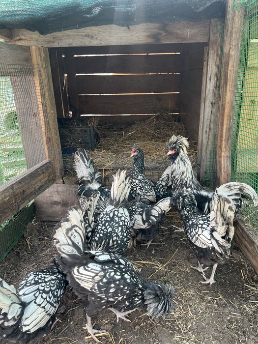 Кури,курчата ,падуани ,інкубаційні яйця