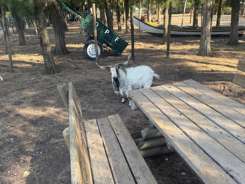 Cabras Anãs, machos e fêmeas