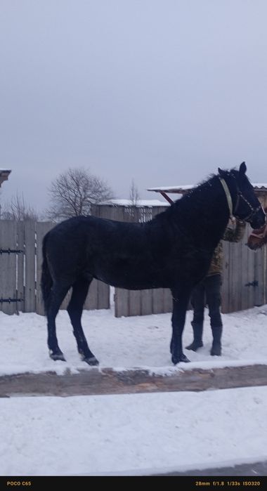 Продам спокійного коня