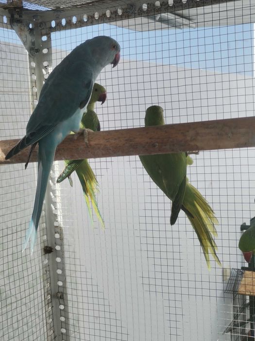 Ringnecks de Março 2025