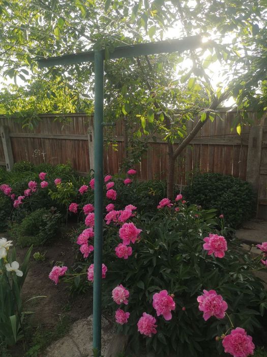 Адоніс весняний, ромашка квітка, піони, тюльпан карликовий, мак повний