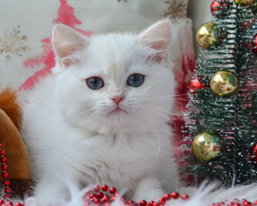 Київ. Блакитноока красуня